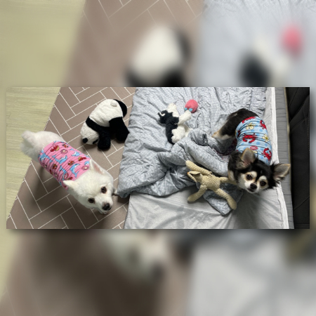 반려견 루비 가족의 후원