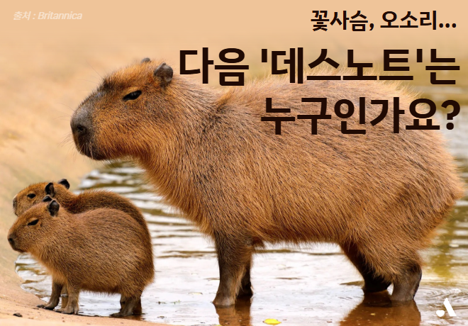 꽃사슴, 오소리...다음 '데스노트'는 누구인가요?