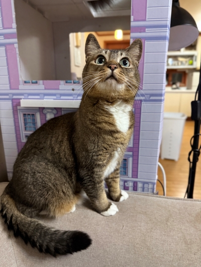 반려묘 범이 팬분의 후원