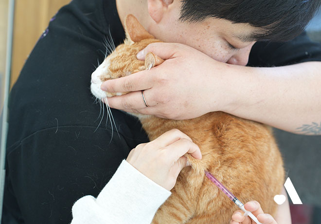 🐱온캣 고양이들 전체 접종하는 날💉