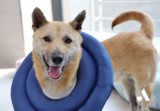 오토바이에 끌려 피투성이가 된 사뿐이 이야기