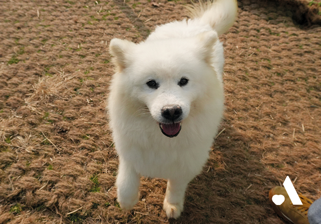 외부 위탁 보호소에서 지내고 있는 보령 불법 번식장 구조견 친구들의 소식 전해드립니다.💌