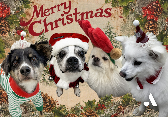 바쁜 산타 대신... 온독 친구들이 방문해도 될까요?