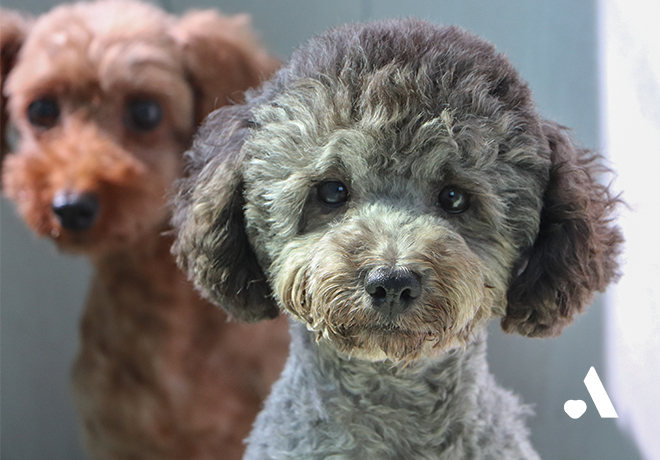 [동물미용학원 구조견] 뜬장과 실습대를 벗어난 구조동물이 가족을 기다립니다.