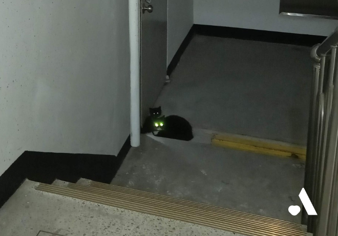 [쓰담쓰담] 끝 없는 출산의 굴레 흑임자