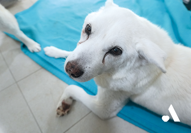 [건강소식] 하루하루를 견뎌내는 백설이의 시간