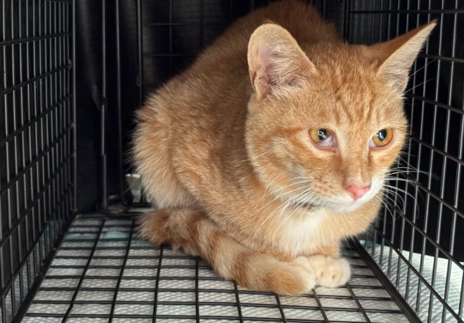 [동물 구조] 대구 달성군, 두꺼운 철사에 목이 조여있던 ‘온복’