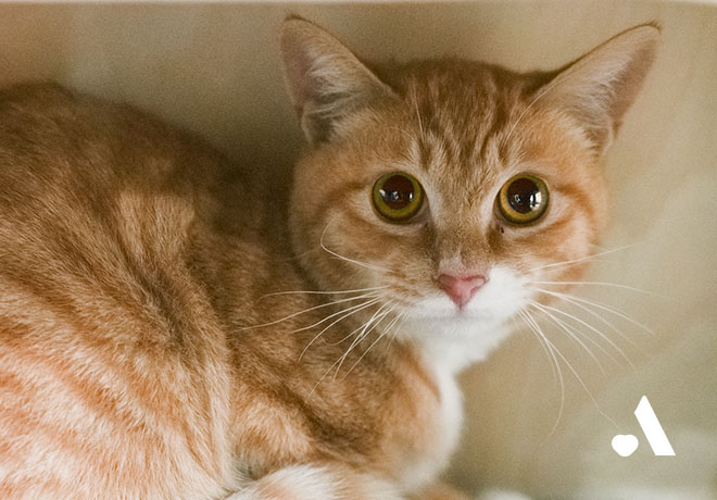 올무에 걸려 목이 조이던 온복이가 온캣으로 입주했습니다.🏠