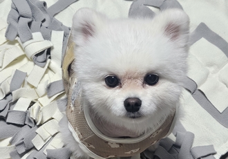 [D25-36관외] 열악한 환경에 구조된 '볼트'