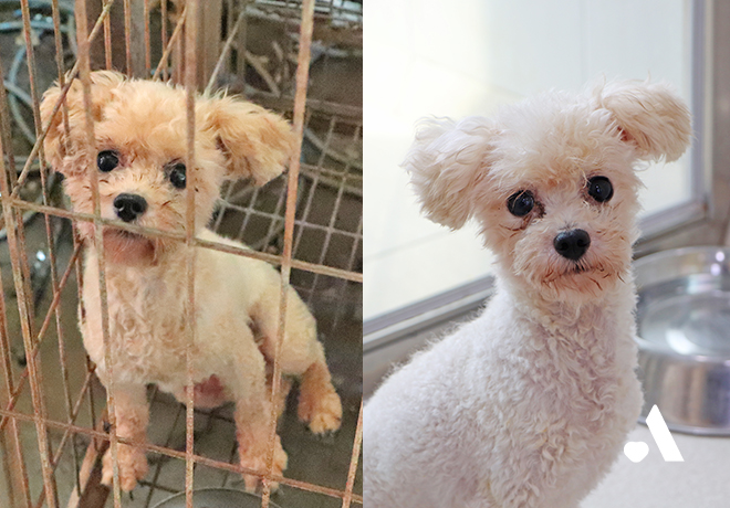 [On's Brithday] 미용학원 구조견의 생일파티에 초대합니다!