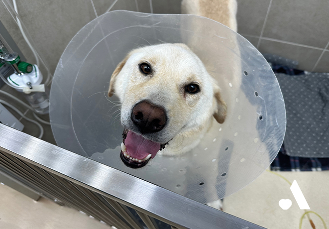 [건강소식] 일복이의 건강소식을 전해드립니다.