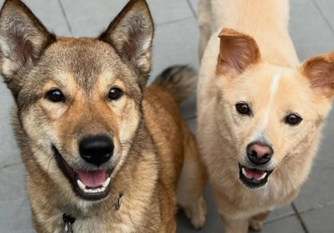 [동자연 지원단체 소개 3탄] 동물자유연대가 지원하는 보호소는 지금?! 3️⃣ 천안 동물보호연대
