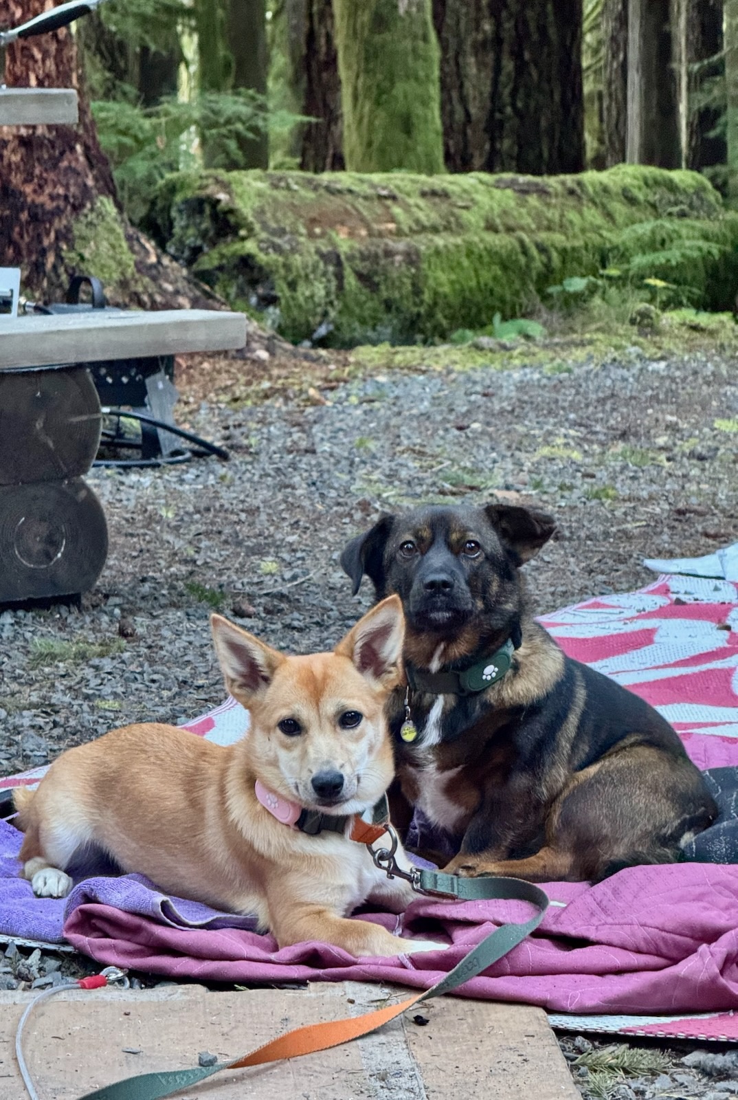 [해외입양] 캐나다 밴쿠버에서 전해온 '모나' 소식💌