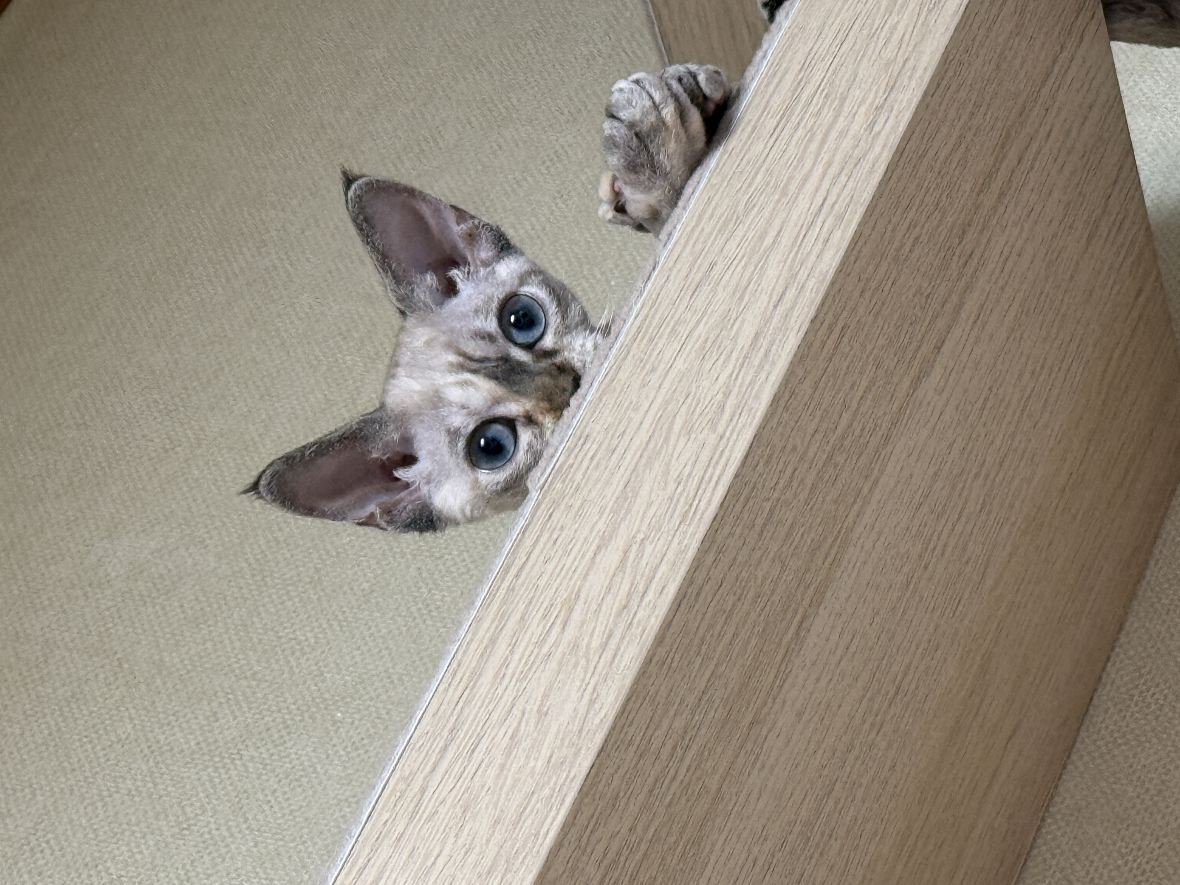 귀염둥이 새로 한달차