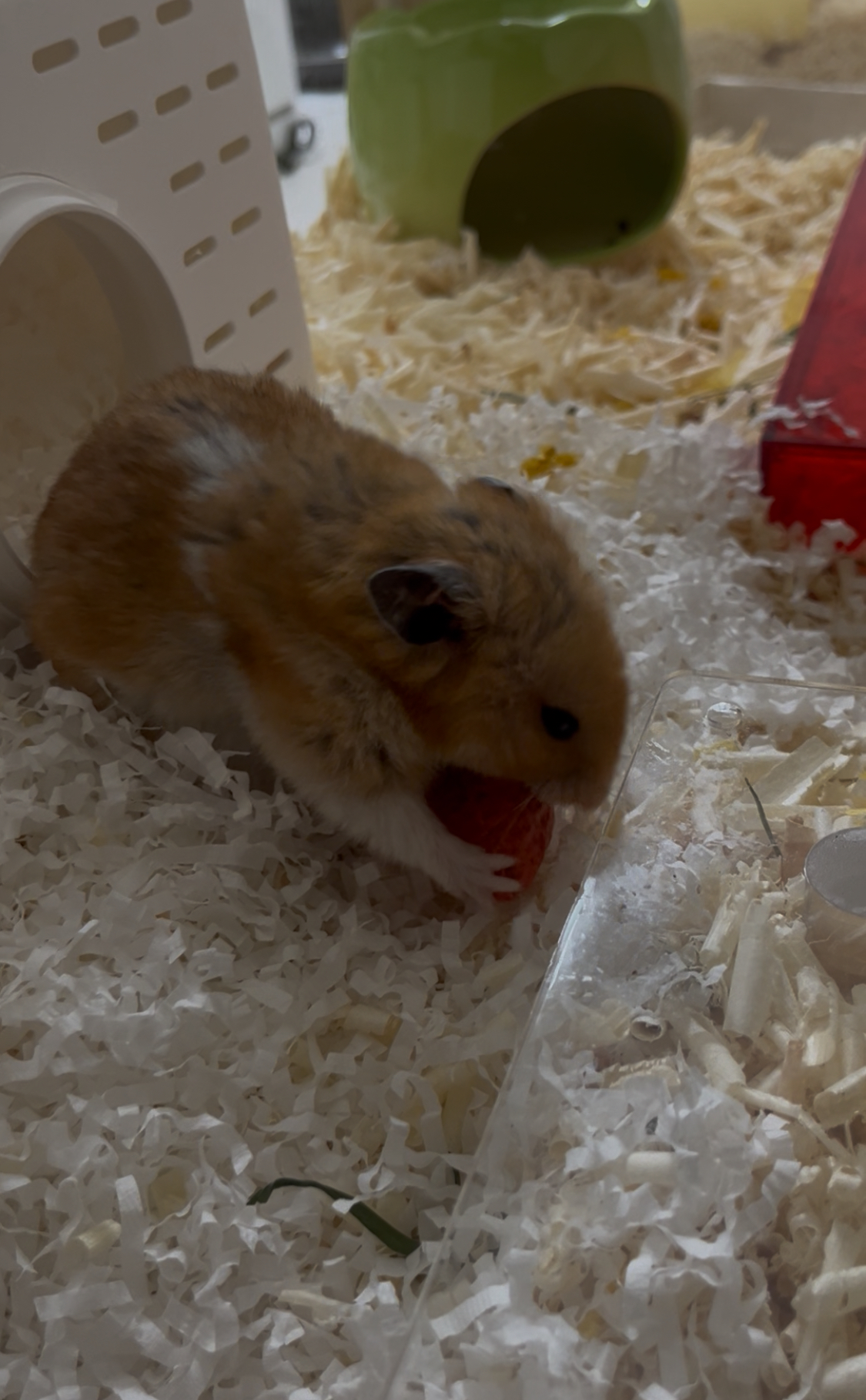 할배햄이 된 온햄이