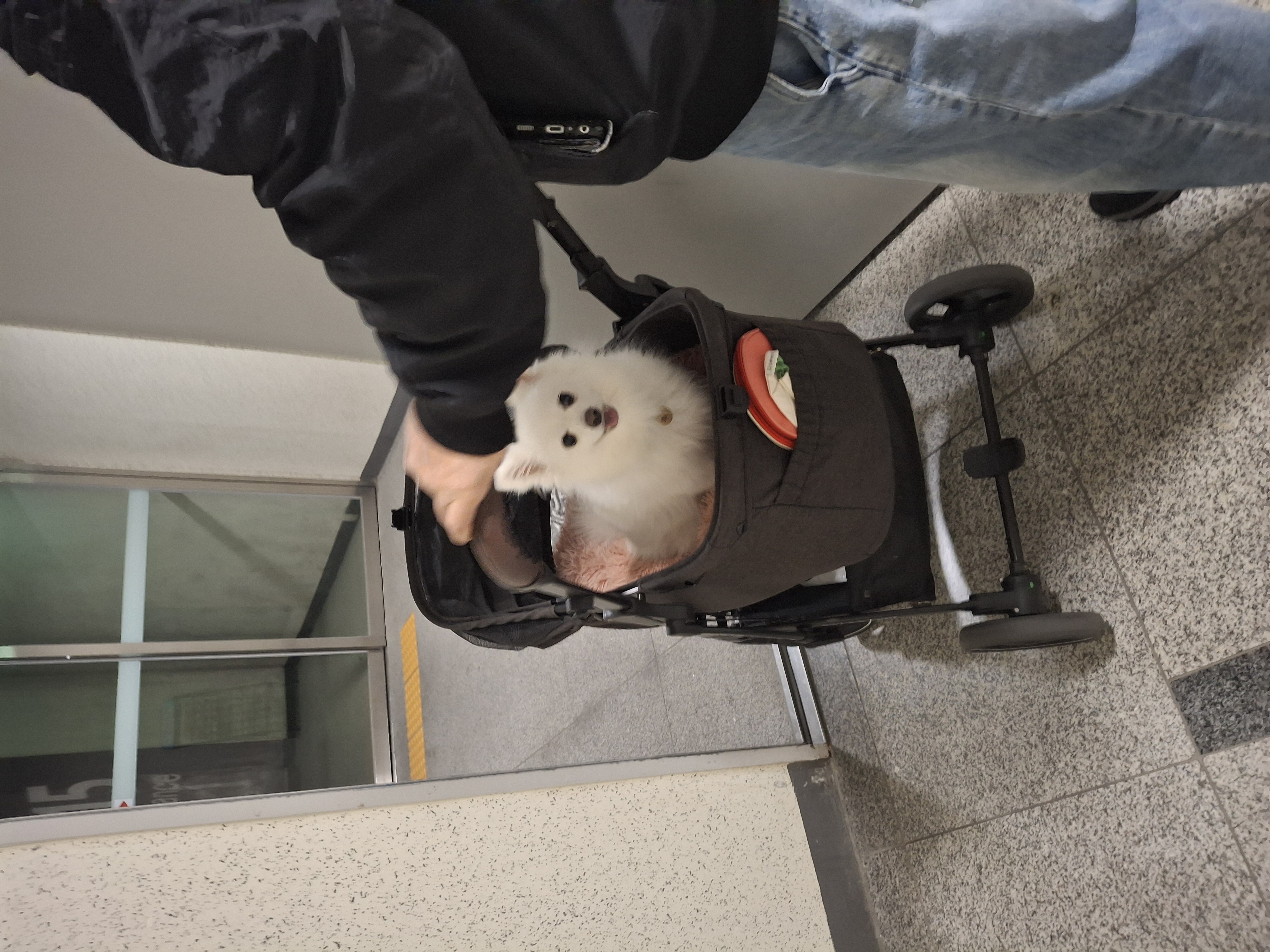 해피(뽀해)의 일상