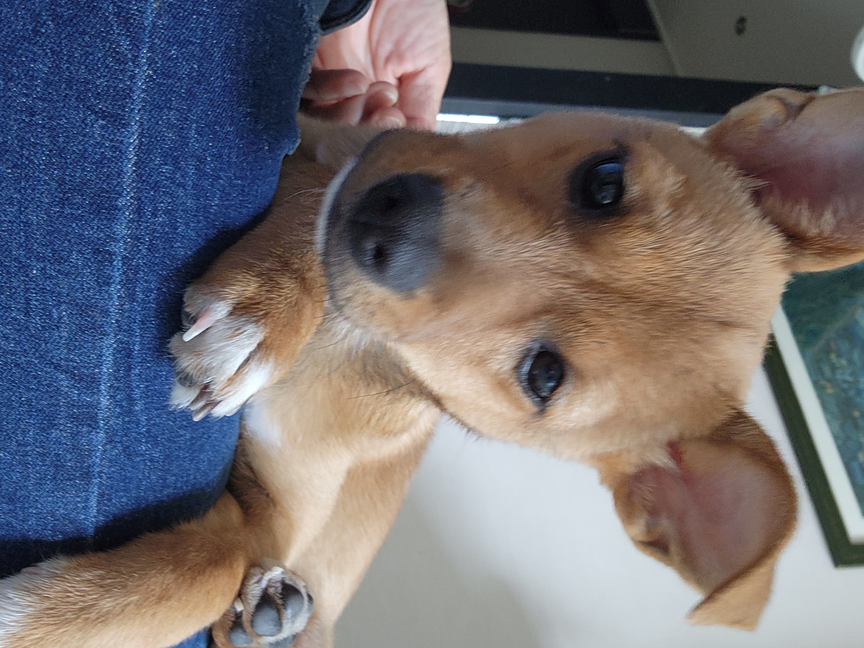 수온이(구.다다) 입양 후 한달 경과한 두번째 작성 후기