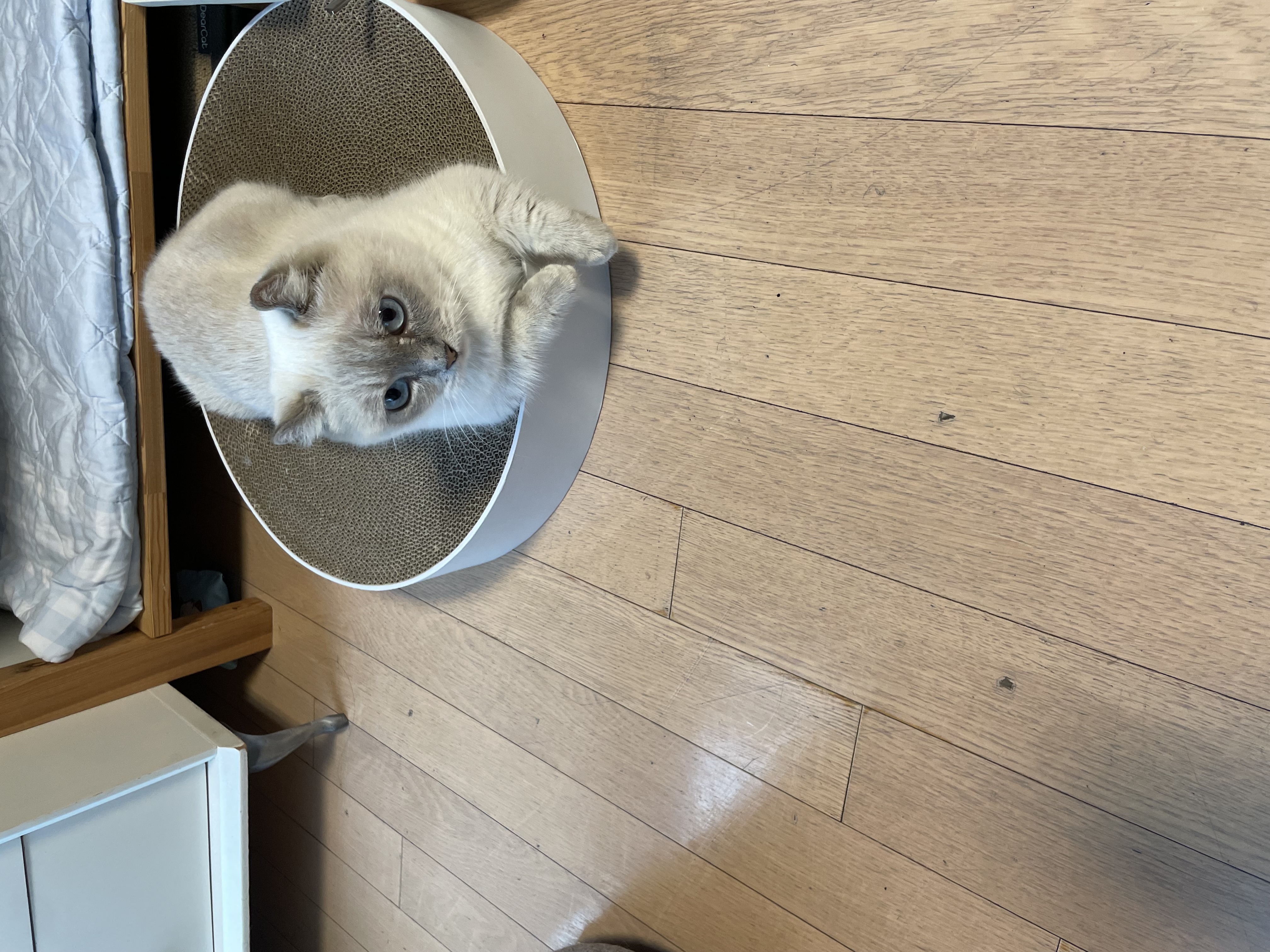 임시보호 한달후 가족이된 하츄(버찌)