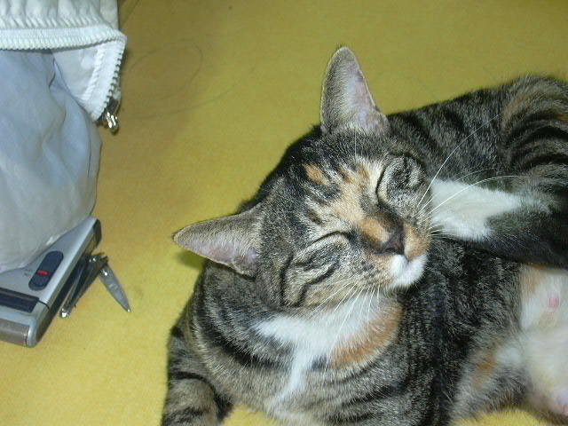 듀피... 다이어트 해야겠죠?