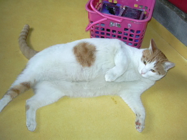 듀피... 다이어트 해야겠죠?