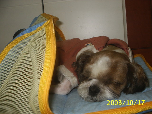 아롱이 오빠입니다~