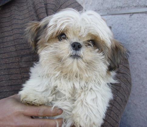 여기에.....입양완료라고 되잇더라구요...