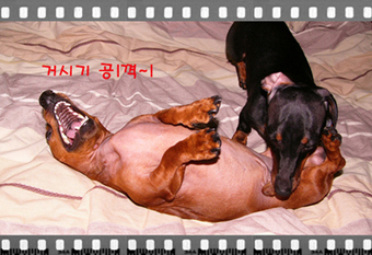 요롱이 입양 후기...