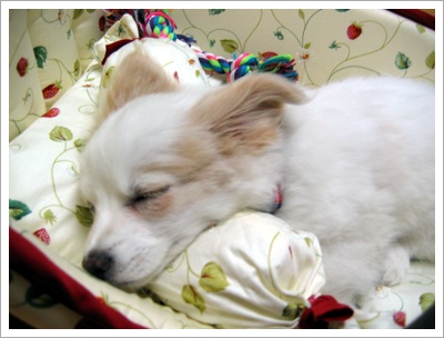 소심이 보리 입양후기입니다