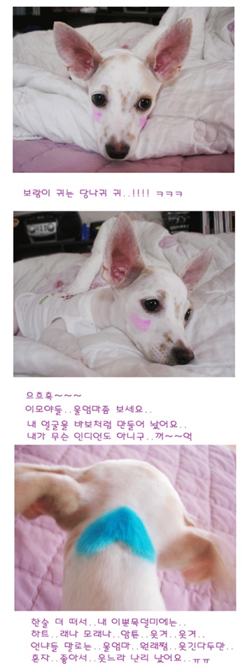 보람이(못난이) 입양후기..