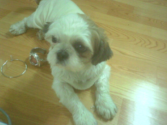 산이입양후기 ^ㅡ^