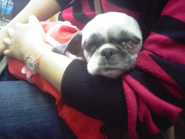 고양시 시츄 여아 럭키 입양주선자입니다.