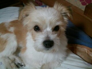 광명이 인사드려요!!