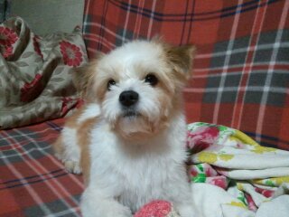 광명이 인사드려요!!