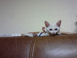 손바닥 만했던 꼬맹이..팔뚝만큼 컸어요.