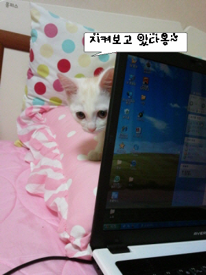 손바닥 만했던 꼬맹이..팔뚝만큼 컸어요.