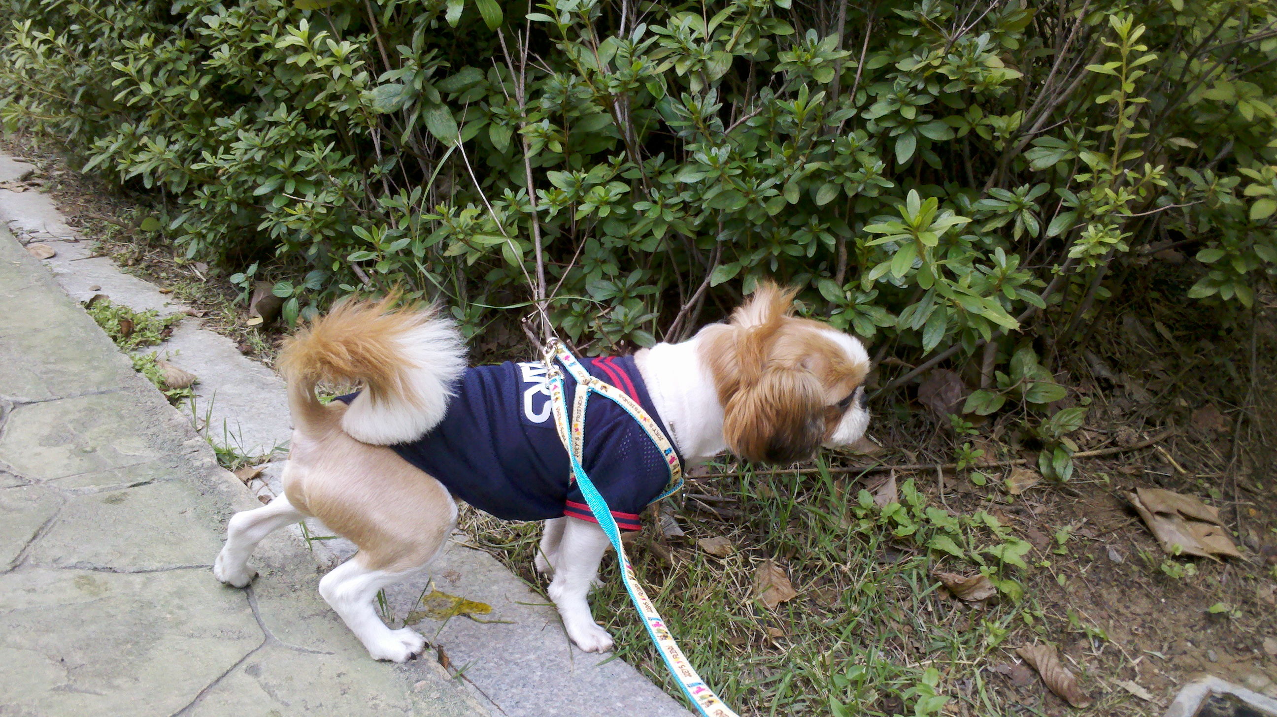 행운이 사진 올립니다.