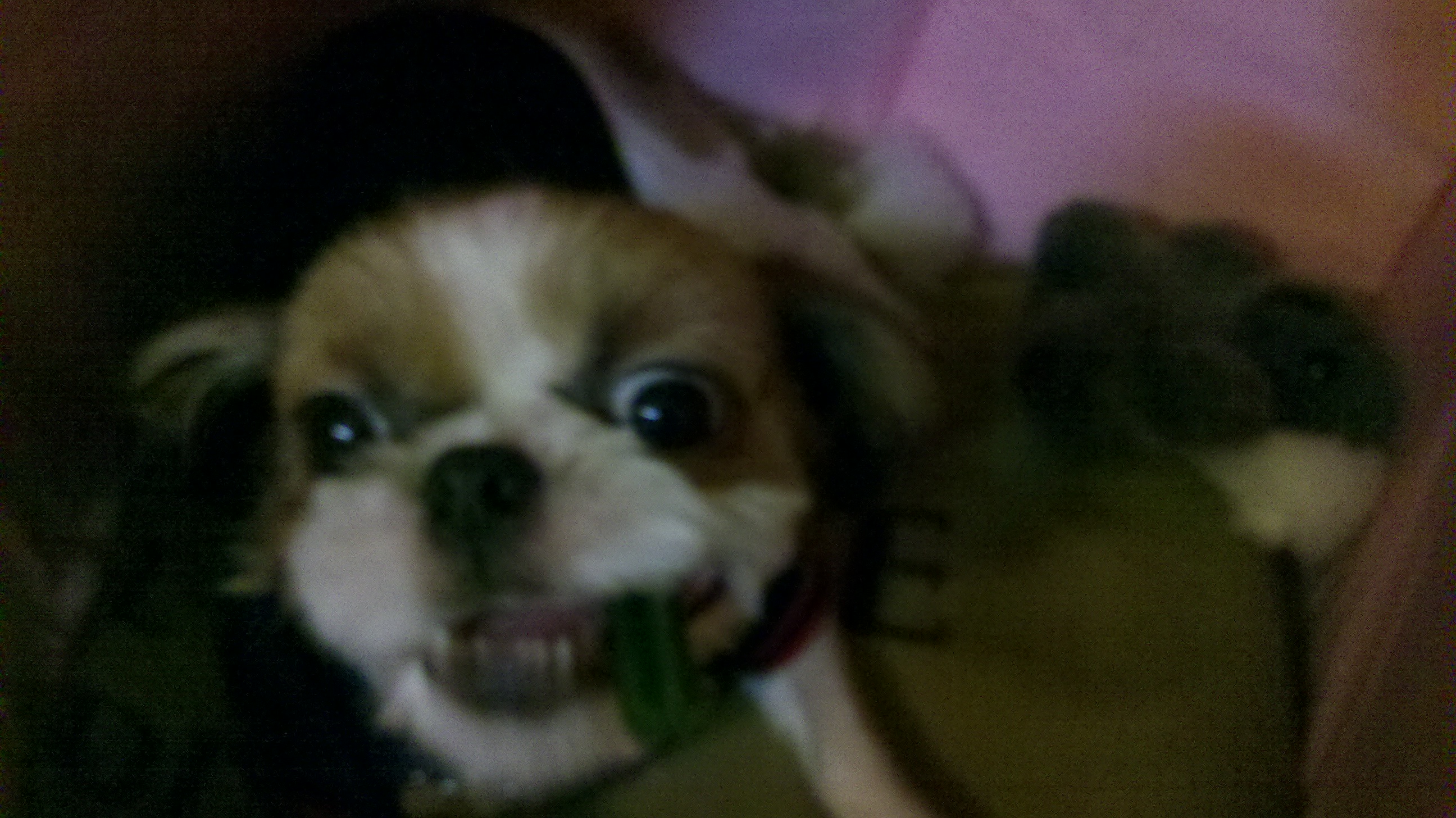 행운이 사진 올립니다.