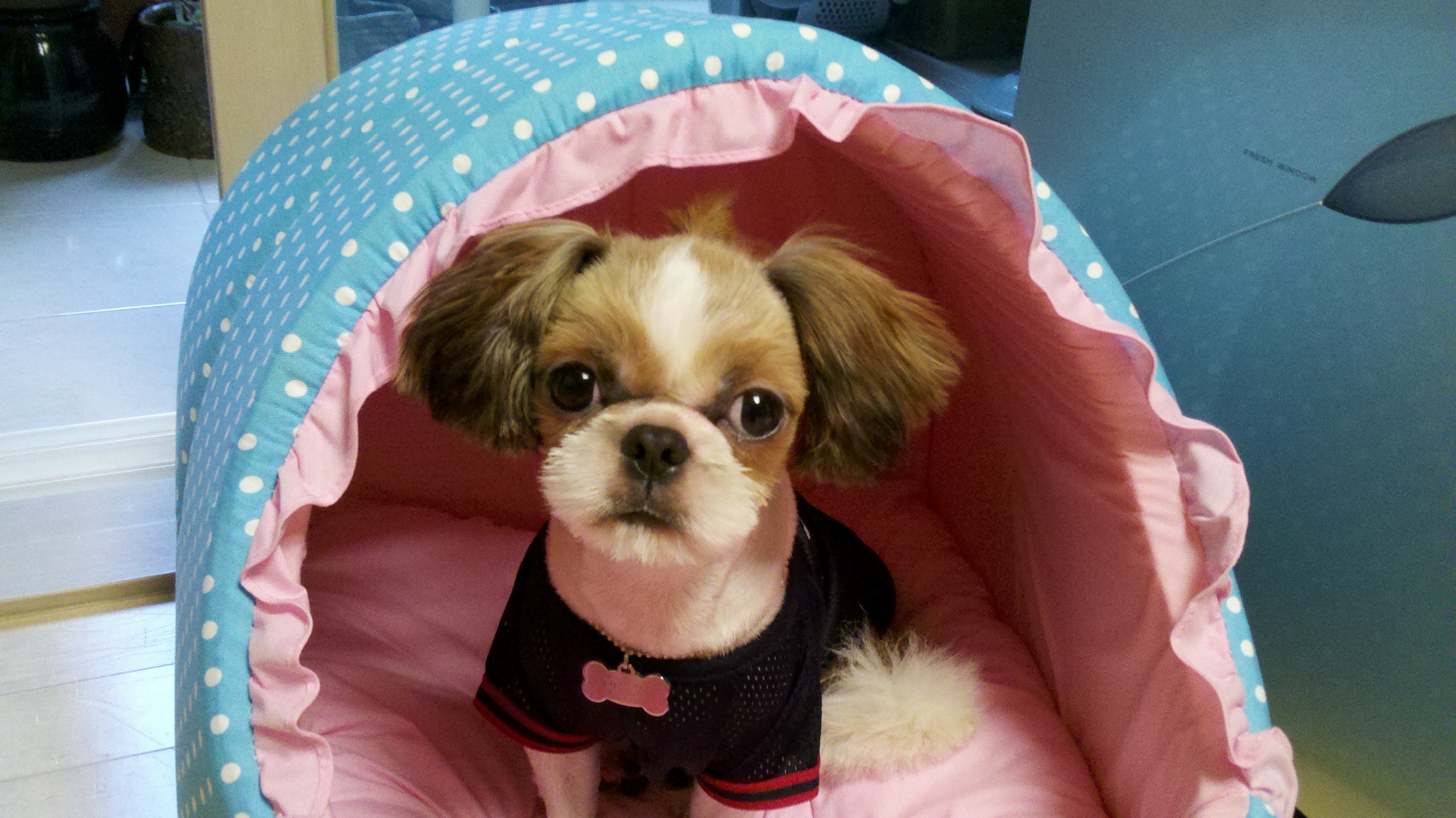 행운이 사진 올립니다.