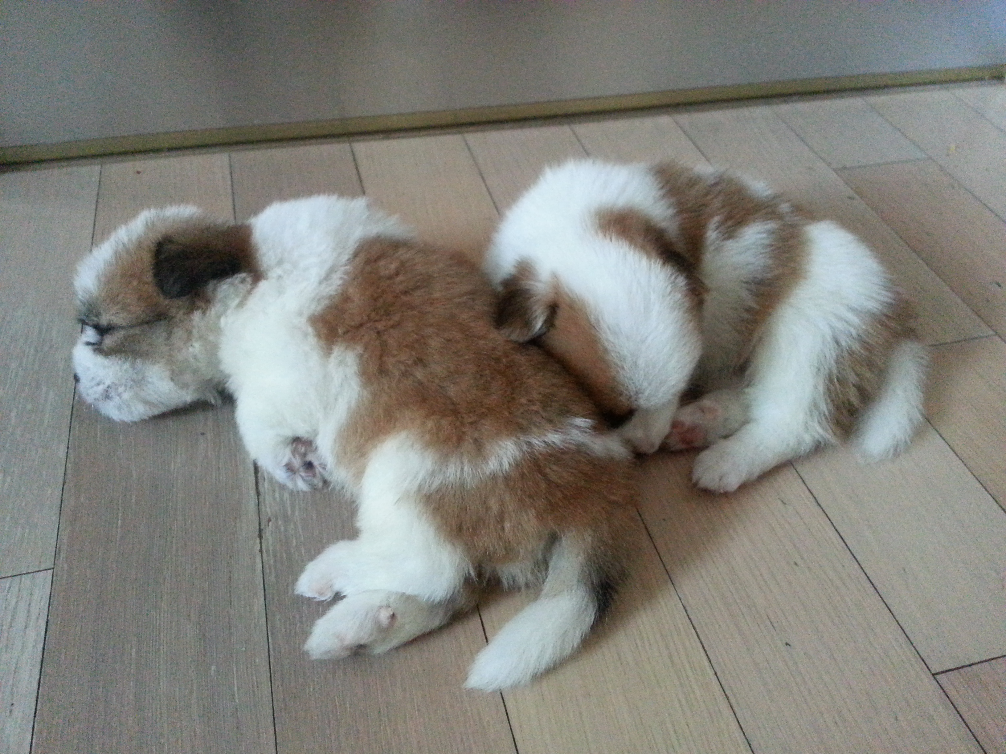 콩닥이와 콩돌 아장아장~