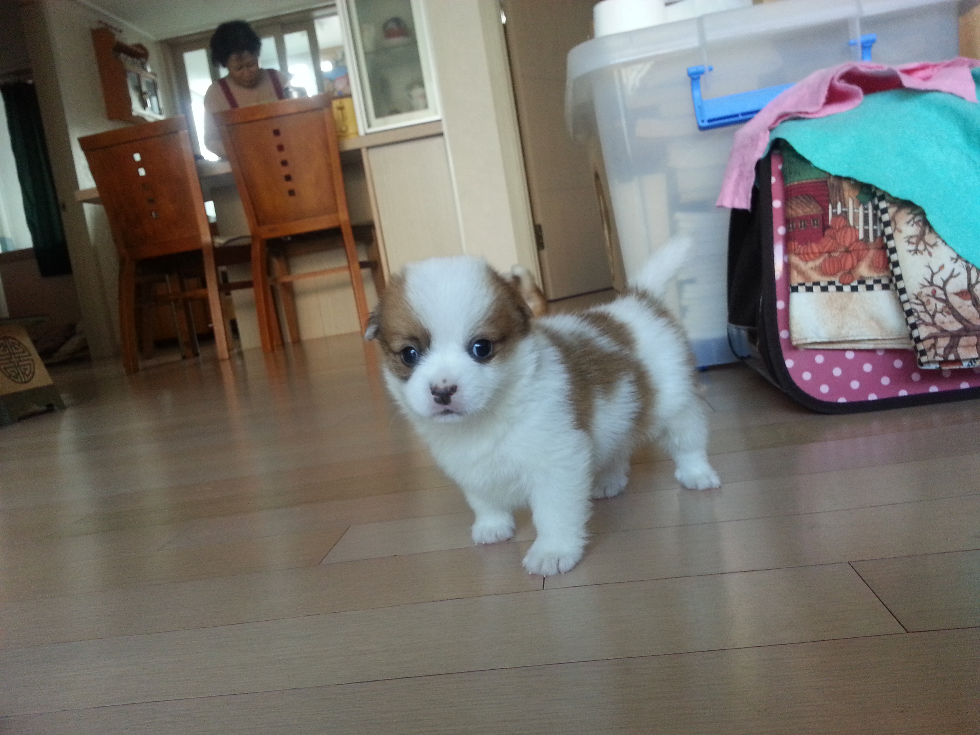 콩닥이와 콩돌 아장아장~