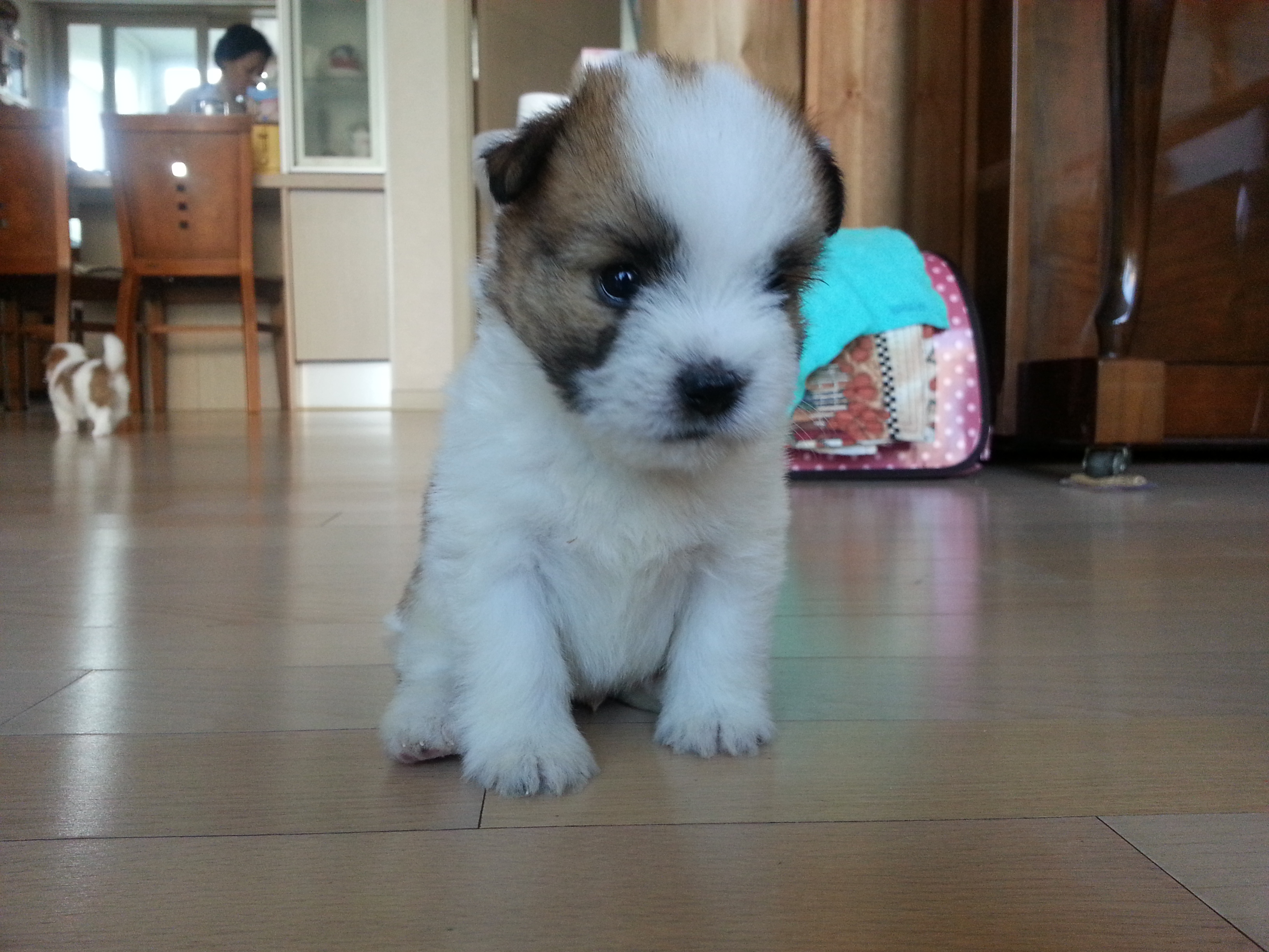 콩닥이와 콩돌 아장아장~