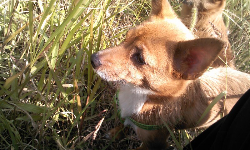 태양이, 담비, 가을산책 1