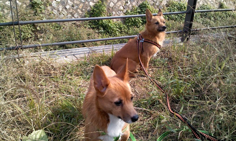 태양이, 담비, 가을산책 1