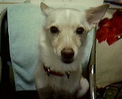 산이와강이를 기억하시는지?