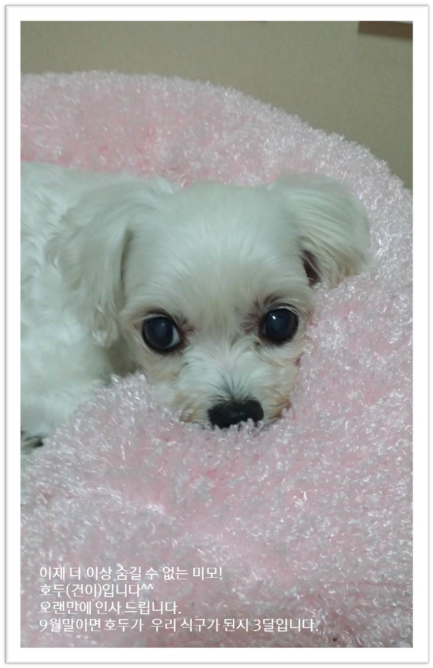 호두(건이)! 이제 9월말이면 3달입니당~