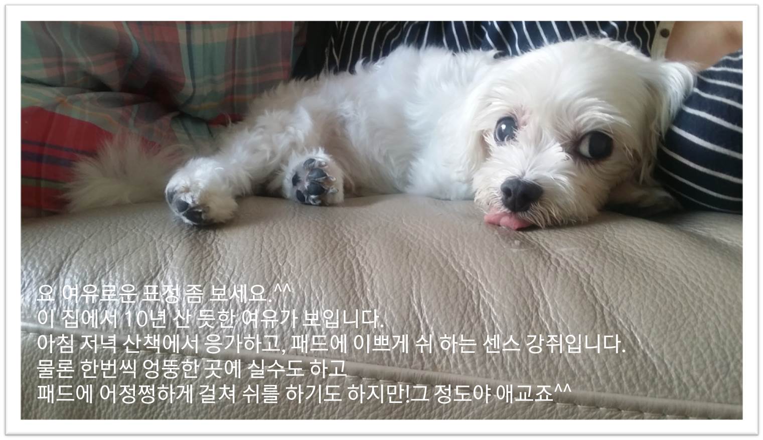 호두(건이)! 이제 9월말이면 3달입니당~