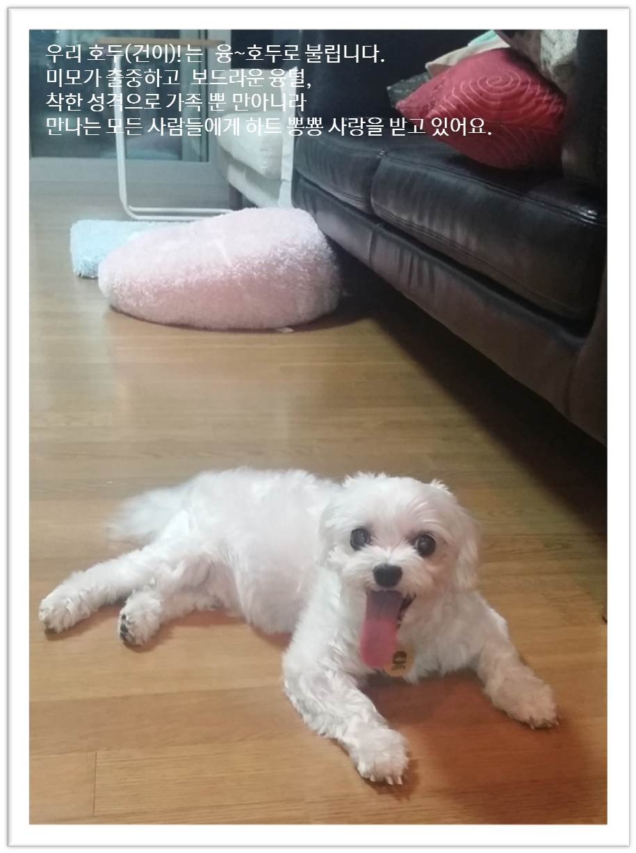 호두(건이)! 이제 9월말이면 3달입니당~