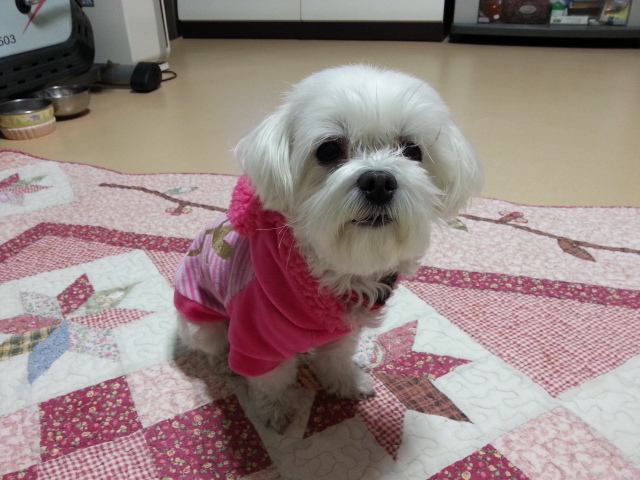 흰둥이 (사랑이) 벌써 한달이 지났네요 2차후기 망서려지더라구요