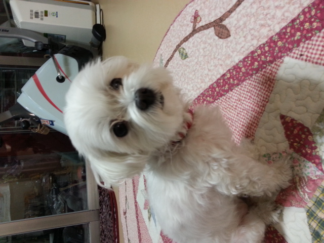 흰둥이 (사랑이) 벌써 한달이 지났네요 2차후기 망서려지더라구요