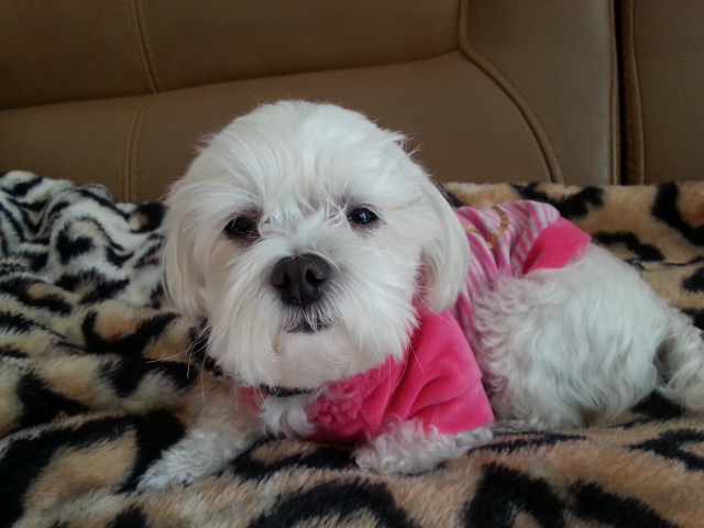 흰둥이 (사랑이) 벌써 한달이 지났네요 2차후기 망서려지더라구요